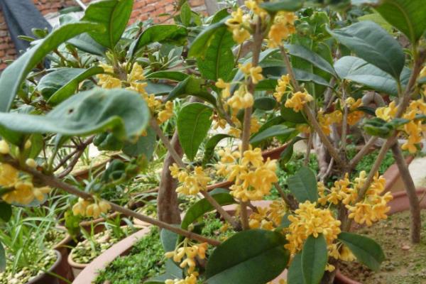 四季桂怎么養 四季桂養殖方法與注意事項