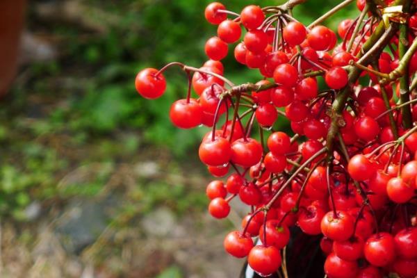 朱砂根怎么養(yǎng) 朱砂根盆栽養(yǎng)殖方法與注意事項(xiàng)