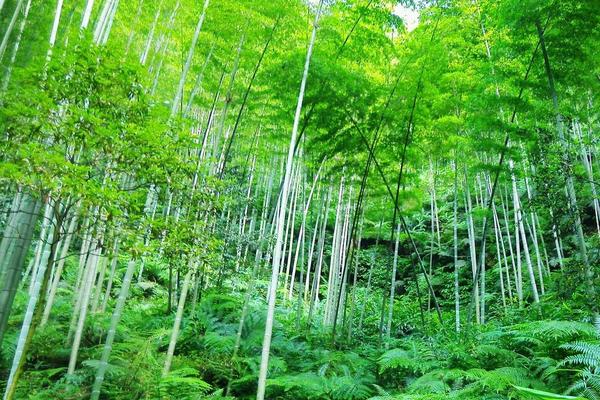 竹子市場價格多少錢一噸 竹子怎么種植