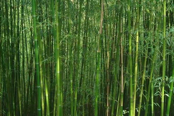 竹子市場價格多少錢一噸 竹子怎么種植