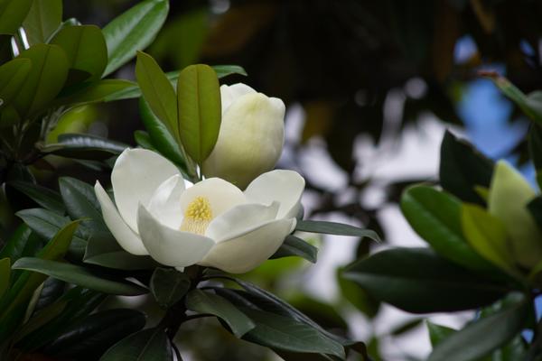 廣玉蘭圖片大全 廣玉蘭有幾種顏色