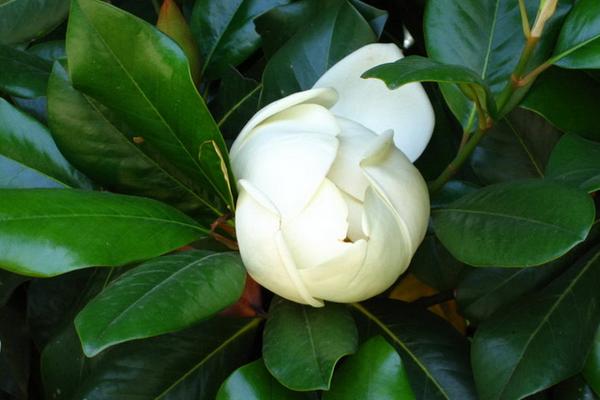 廣玉蘭圖片大全 廣玉蘭有幾種顏色