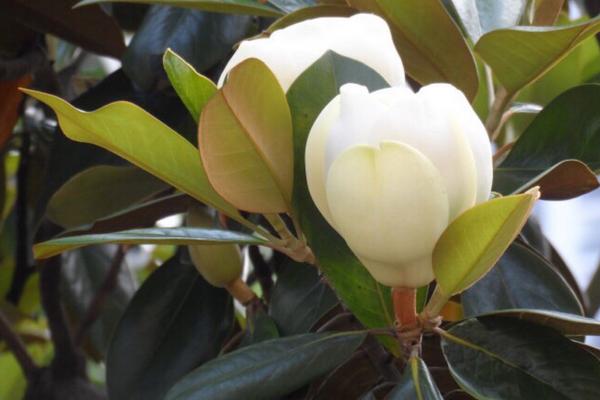 廣玉蘭圖片大全 廣玉蘭有幾種顏色