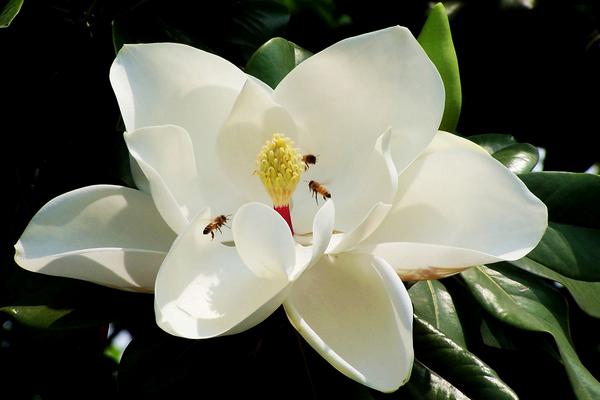 廣玉蘭圖片大全 廣玉蘭有幾種顏色