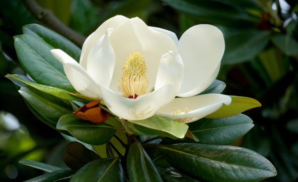 廣玉蘭圖片大全 廣玉蘭有幾種顏色