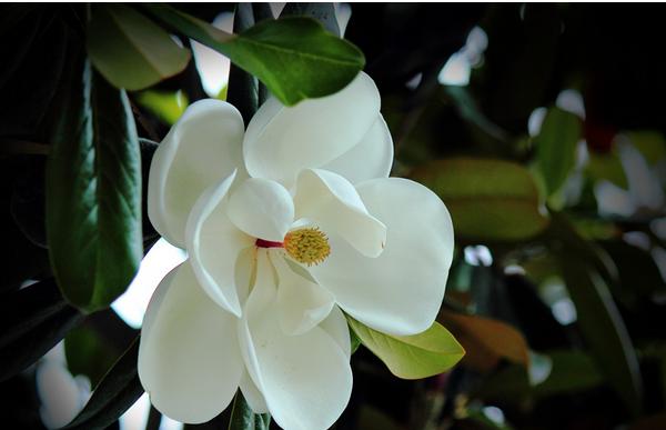 廣玉蘭圖片大全 廣玉蘭有幾種顏色