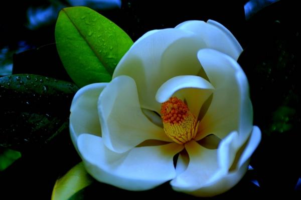 廣玉蘭圖片大全 廣玉蘭有幾種顏色