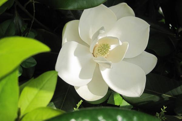 廣玉蘭圖片大全 廣玉蘭有幾種顏色