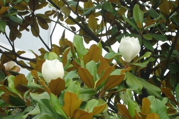 廣玉蘭圖片大全 廣玉蘭有幾種顏色