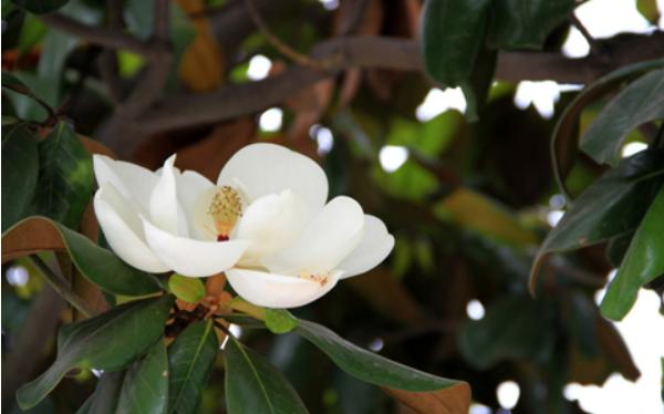 廣玉蘭圖片大全 廣玉蘭有幾種顏色