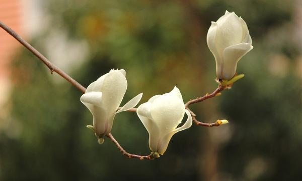 廣玉蘭圖片大全 廣玉蘭有幾種顏色