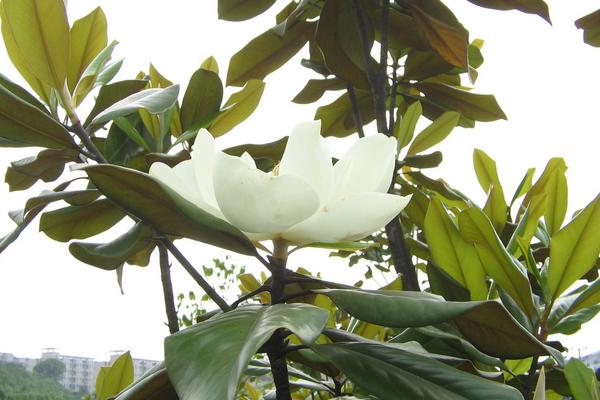 廣玉蘭圖片大全 廣玉蘭有幾種顏色