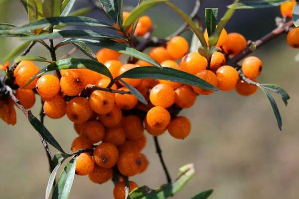 沙棘圖片大全 沙棘是什么