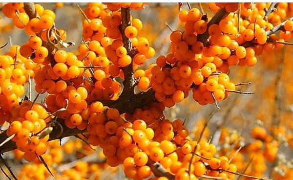 沙棘圖片大全 沙棘是什么