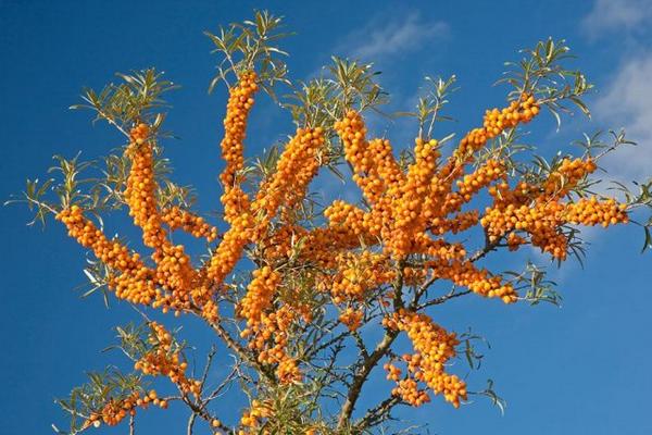 沙棘圖片大全 沙棘是什么