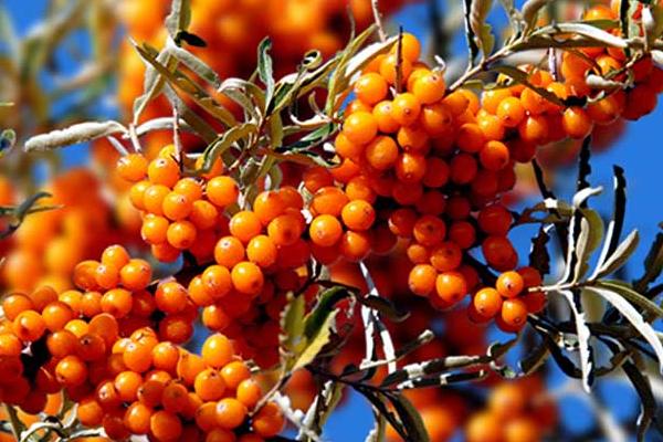 沙棘圖片大全 沙棘是什么