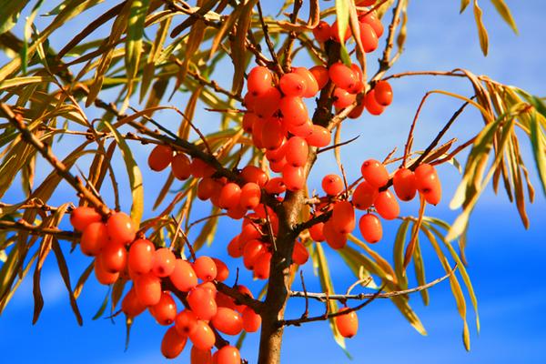 沙棘圖片大全 沙棘是什么