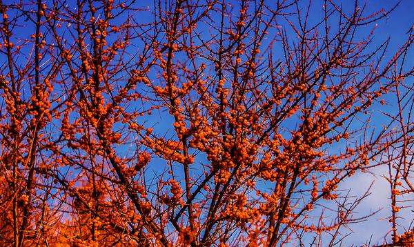 沙棘圖片大全 沙棘是什么