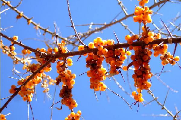 沙棘圖片大全 沙棘是什么