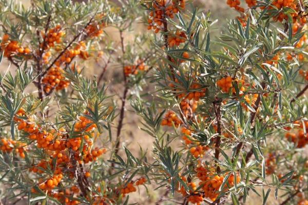 沙棘圖片大全 沙棘是什么