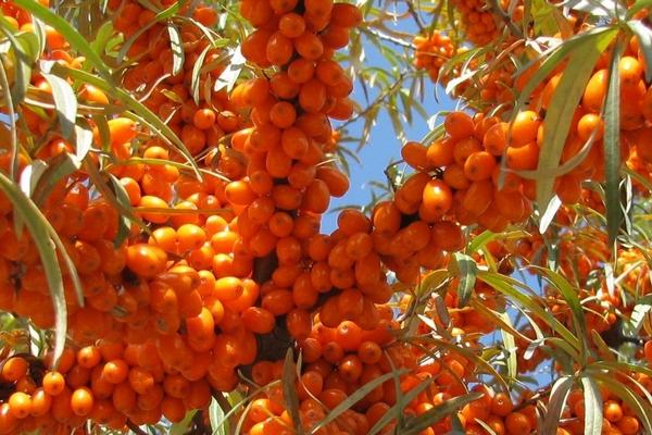 沙棘圖片大全 沙棘是什么