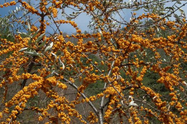 沙棘圖片大全 沙棘是什么