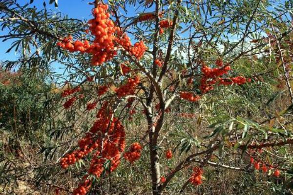 沙棘圖片大全 沙棘是什么