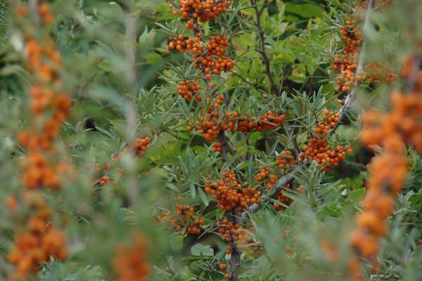 沙棘圖片大全 沙棘是什么