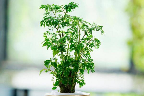 福祿桐有毒嗎 福祿桐能放在室內臥室嗎