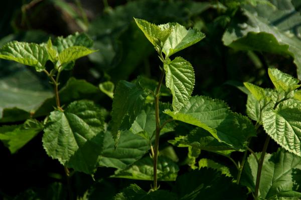 桑樹葉的功效與作用及禁忌 桑樹葉藥用價值