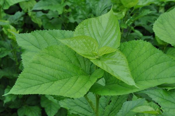 桑樹葉的功效與作用及禁忌 桑樹葉藥用價值