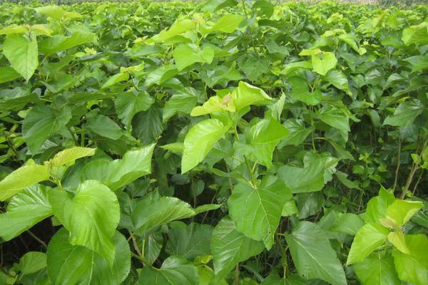 桑樹葉的功效與作用及禁忌 桑樹葉藥用價值