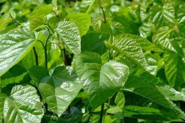 桑樹葉的功效與作用及禁忌 桑樹葉藥用價值