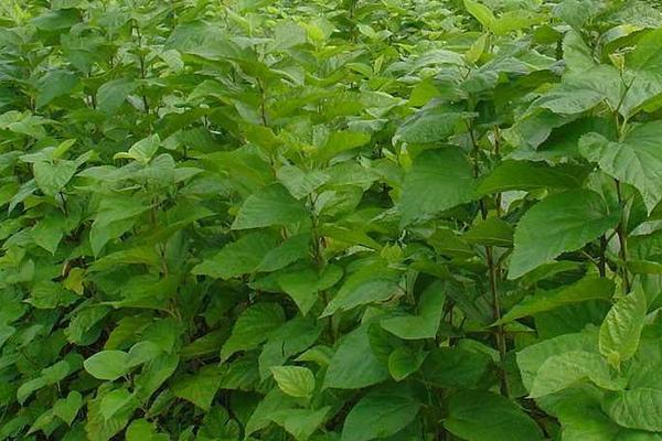 桑樹葉的功效與作用及禁忌 桑樹葉藥用價值