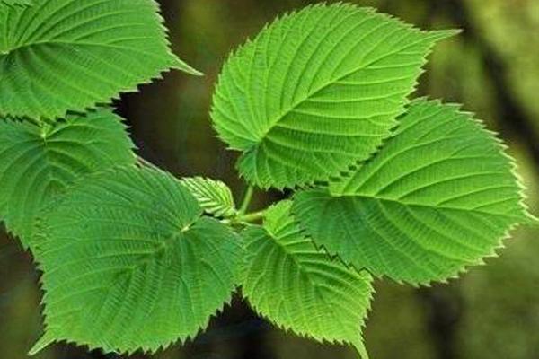 桑樹葉的功效與作用及禁忌 桑樹葉藥用價值