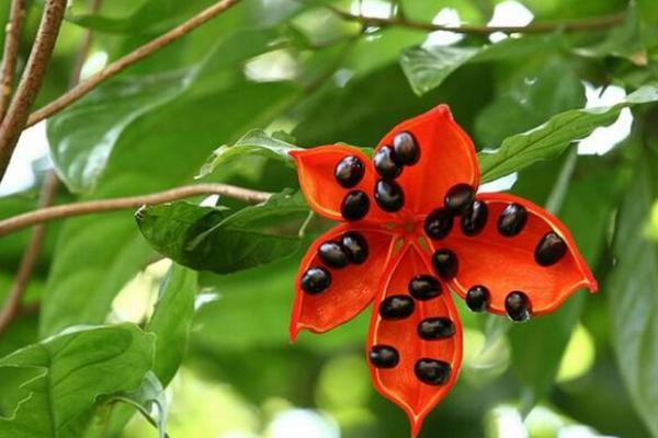 蘋婆果功效與作用及禁忌 蘋婆藥用價值