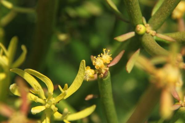 光棍樹開花嗎 光棍樹花期是幾月