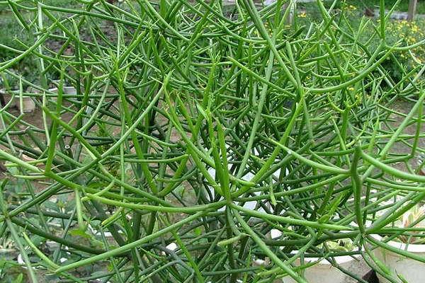 光棍樹繁殖方法（扦插） 光棍樹怎么修剪枝葉