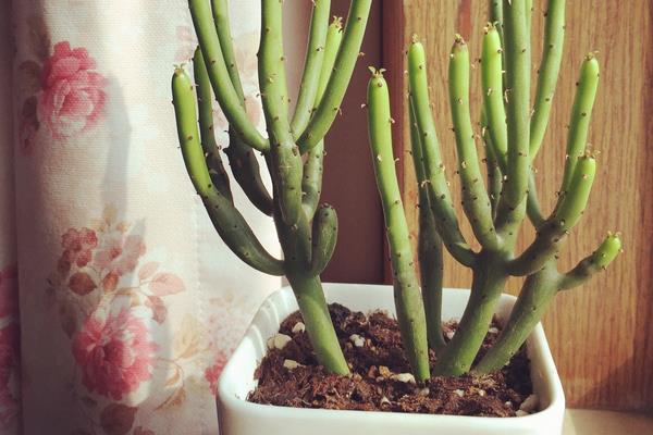 光棍樹開花嗎 光棍樹花期是幾月