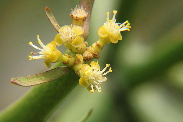 光棍樹開花嗎 光棍樹花期是幾月