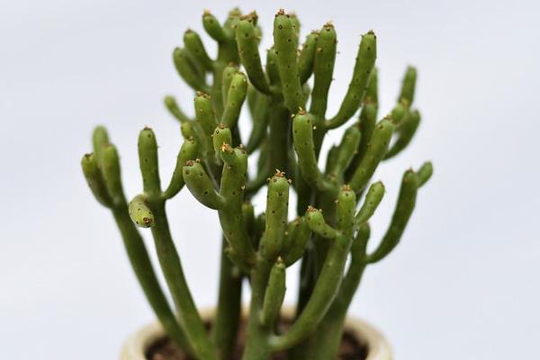 光棍樹開花嗎 光棍樹花期是幾月