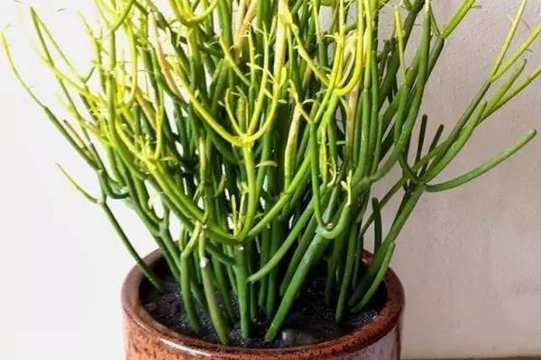 光棍樹開花嗎 光棍樹花期是幾月