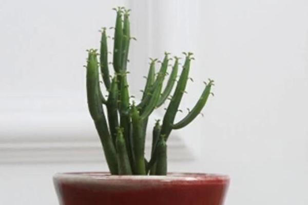 光棍樹開花嗎 光棍樹花期是幾月