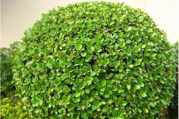 大葉黃楊和冬青的區別是什么 大葉黃楊扦插繁殖的方法