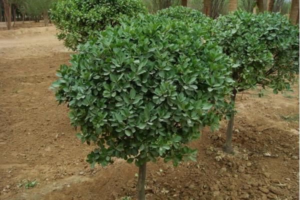 大葉黃楊和冬青的區別是什么 大葉黃楊扦插繁殖的方法