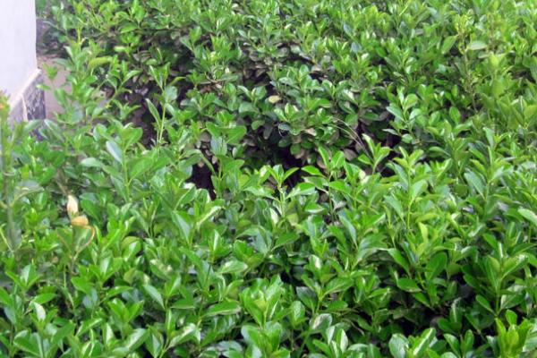 大葉黃楊和冬青的區別是什么 大葉黃楊扦插繁殖的方法