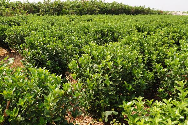 大葉黃楊和冬青的區別是什么 大葉黃楊扦插繁殖的方法