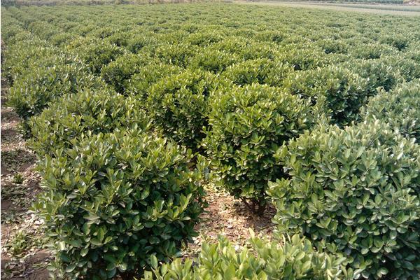 大葉黃楊和冬青的區別是什么 大葉黃楊扦插繁殖的方法