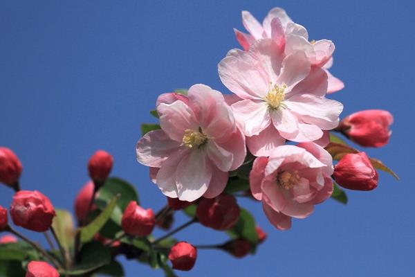 海棠花有毒嗎 海棠花能放在室內(nèi)臥室嗎
