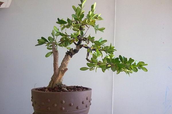 黃楊盆景怎么養 黃楊盆景養殖方法與注意事項